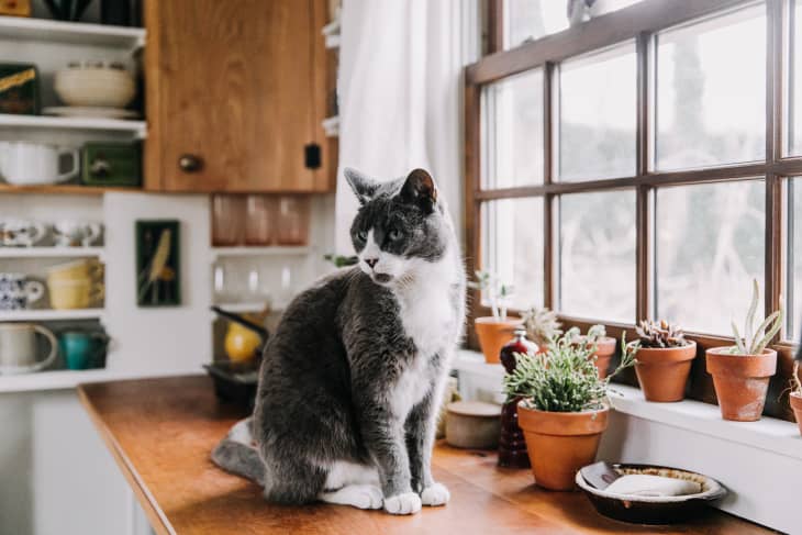 Best cat food for new arrivals picky eaters